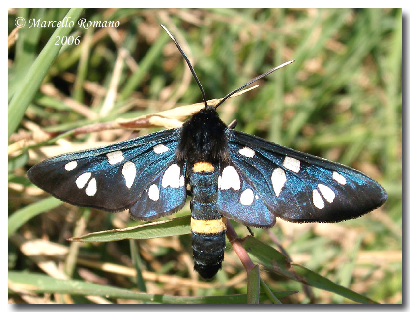 Bruchi di Amata phegea